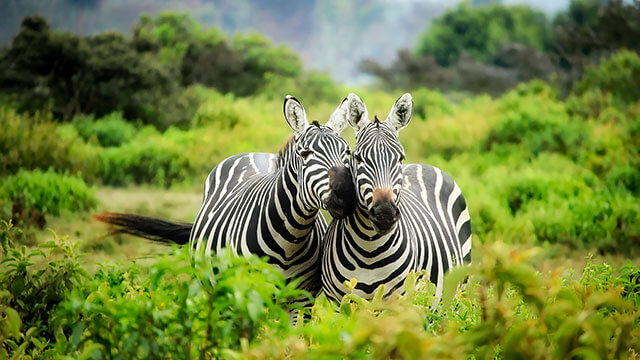 Fotografi på två zebror bland gröna buskar